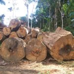 Quase 40% da exploração da madeira na Amazônia é ilegal, mostra pesquisa