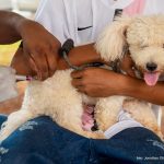 Mais de mil animais foram imunizados no primeiro sábado de vacinação antirrábica em em Boa Vista