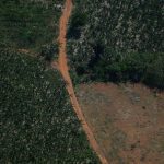 Representante da Alemanha vem ao Brasil para retomar repasses ao Fundo Amazônia