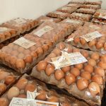 Roraima registra produção recorde de ovos em 2022