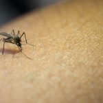 Nove municípios de RR estão em alerta para dengue e chikungunya, alerta Sesau