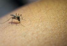 Casos de dengue caem 32% em Roraima, mas Ministério da Saúde alerta para risco de novas transmissões
