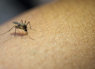 Casos de dengue caem 32% em Roraima, mas Ministério da Saúde alerta para risco de novas transmissões