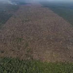 Roraima foi o estado que mais devastou florestas em janeiro