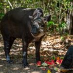 Novo morador do Bosque dos Papagaios chama a atenção de visitantes