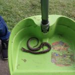 Durante fiscalização, auditores do TCE-RR encontram cobra em escola de Caracaraí
