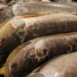 Estudo indica que 4 em cada 10 peixes de Roraima estão contaminados por mercúrio