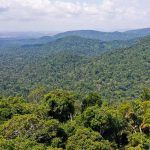 Cumprimento do Acordo de Paris vai além da Amazônia, diz relatório amazônia