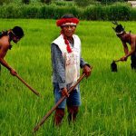PL institui selo de ‘Proteção da Agricultura Familiar em Roraima’