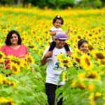 Campo de girassóis estará aberto para visitação durante os três dias da AgroBV em Boa Vista