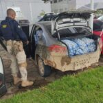 Carga com mais de uma tonelada de alho contrabandeado da Guiana é apreendida na BR-401
