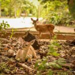 Bosque dos Papagaios recebe dois filhotes de veado-campeiro