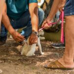 Mutirão de vacinação antirrábica itinerante imunizou três mil animais na Zona Rural