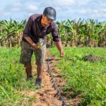 Agricultores indígenas de Boa Vista iniciam plantio de Melancia