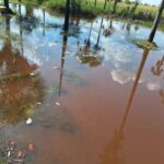 Moradora registra morte de mais de 100 peixes em igarapé de Roraima