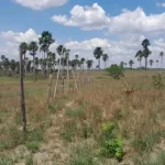 Funai estabelece prazos para início da demarcação da Terra Indígena Arapuá, em Roraima