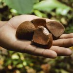 Biocosméticos são modelo de exploração sustentável na Amazônia