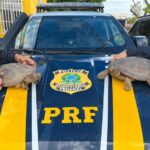 Jabuti e tracajás são resgatados em operação contra crimes ambientais em Roraima