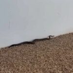 Jiboia é encontrada em quintal de prédio de ONG na zona Sul de Boa Vista