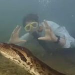 Nova espécie gigante de sucuri com 8 metros é encontrada na Amazônia
