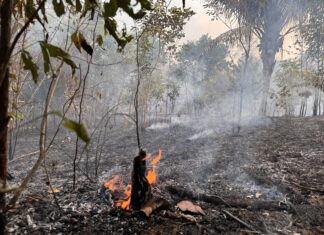 Comissão na Câmara aprova suspensão temporária de parcelas de financiamentos rurais para produtores de Roraima