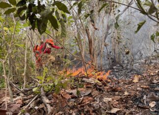 El Niño antecipa estiagem e acende alerta para queimadas em Roraima