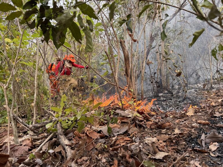 MP de Contas pede que Governo de Roraima contrate brigadistas para combater queimadas