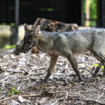 Raposa resgatada na estrada é acolhida no Bosque dos Papagaios, em Boa Vista