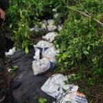Forças Armadas destroem acampamento de garimpo e apreendem mais de 800 kg de cassiterita na Terra Yanomami
