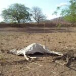 Estiagem e pragas causam morte de quase seis mil bovinos em Roraima