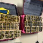 PF apreende 400 aves em malas no aeroporto de Boa Vista