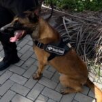 Receita Federal pede ajuda para localizar cão farejador que fugiu durante operação do fisco