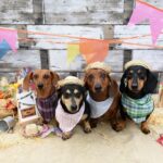 Hipermercado da capital promove ‘arraial pet’ neste sábado (27)