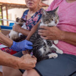 Mais de 6 mil animais foram vacinados em Boa Vista; campanha continua