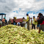 Comunidades indígenas de Boa Vista iniciam colheita de 400 hectares de milho