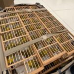 PF prende dois suspeitos com mais de 500 canários-da-terra no Aeroporto Internacional de Boa Vista