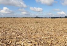 Roraima decreta emergência por estiagem após rios atingirem níveis críticos e focos de calor baterem recorde