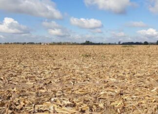 Roraima decreta emergência por estiagem após rios atingirem níveis críticos e focos de calor baterem recorde
