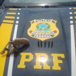 PRF apreende arma e recupera moto roubada em Caracaraí