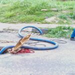 Equipe da Caer é flagrada despejando esgoto em bueiro na zona Norte de Boa Vista