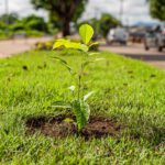 Boa Vista realiza a 3ª Conferência Municipal do Meio Ambiente em novembro