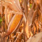 Começa a colheita de 400 toneladas de milho nas comunidades indígenas de Boa Vista