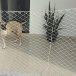 Inquilino garante direito de manter pets em apartamento alugado em Boa Vista