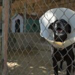 Leis estaduais endurecem penas contra agressores de animais em Roraima