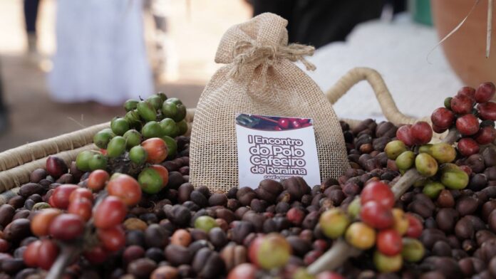 cafe cafeicultura em Roraima 2