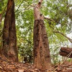 Bosque dos Papagaios ajuda a preservar a Amazônia com espécies de árvores do bioma