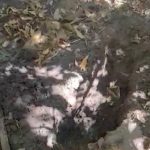Corpo é encontrado em área de mata em Boa Vista; suspeita é que local seja cemitério clandestino
