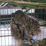 Onça-pintada ferida é resgatada no interior de Roraima