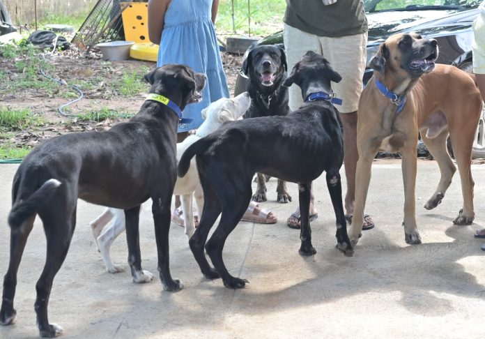 Programa de Bem-Estar Animal - Foto Jader Souza