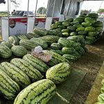 Deputados aprovam lei que reconhece Normandia como a capital roraimense da Festa da Melancia